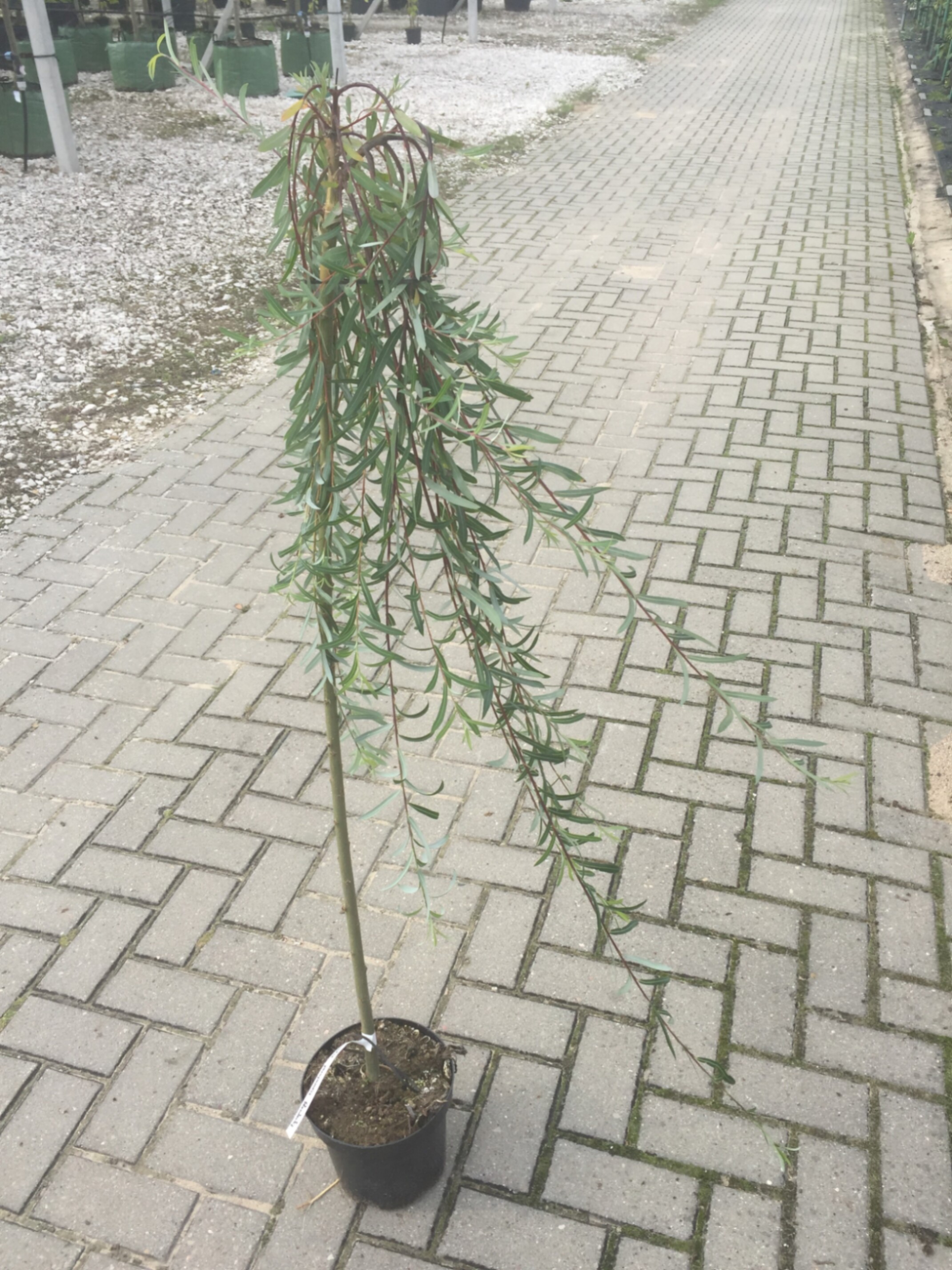 Ива цельнолистная Пендула штамб 120